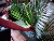 Fleuriste 3